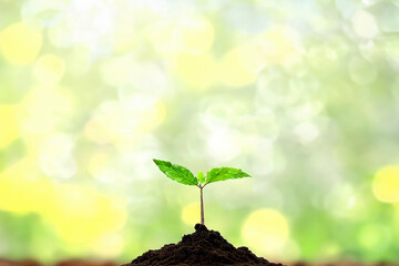 The Sapling are growing from the soil with sunlight, AI generated