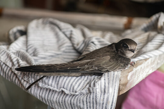 Small swift close-up at home, saving wild birds, feeding chicks