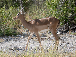 Schwarzfersenantilope oder Impala (Aepyceros melampus)