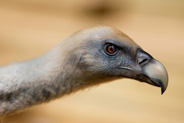 The menacing gaze of the raptor