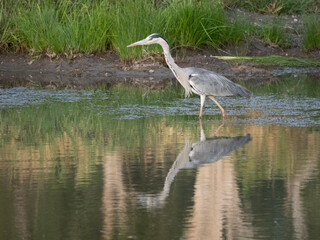 Graureiher (Ardea cinerea)