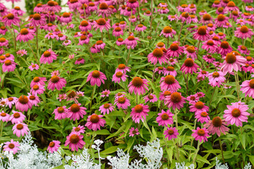 flowers in the garden