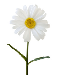 Pretty white daisy (Marguerite) with stem and leaves isolated on white background, including clipping path.