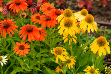 flowers in the garden