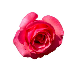 Beautiful fresh roses isolated on the transparent background. Garden flowers. Close up.