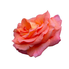Beautiful fresh roses isolated on the transparent background. Garden flowers. Close up.