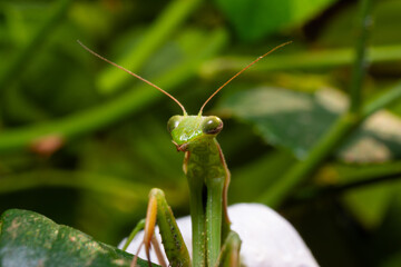 green praying mantis