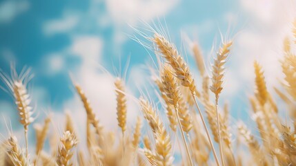 Fototapeta premium Golden Wheat Field with Blurred Blue Sky
