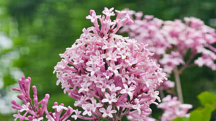 Pink lilac flowers in the garden in spring