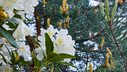 White rhododendron blooming in a courtyard