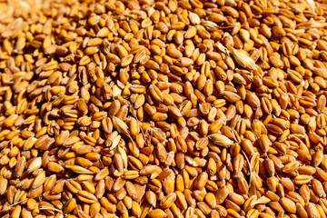 wheat, grain, agro, close-up, harvest