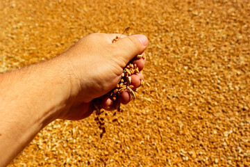 hand, harvest, wheat, grain, future bread.
