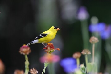 A vibrant yellow bird perched on a flower in a colorful garden with a blurred background