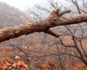 Autumnal Branch Panorama A Glimpse into the Diverse Ecosystem of Fall Foliage Stunning fall branch silhouette against a backdrop of vibrant foliage, capturing the beauty and complexity of nature's