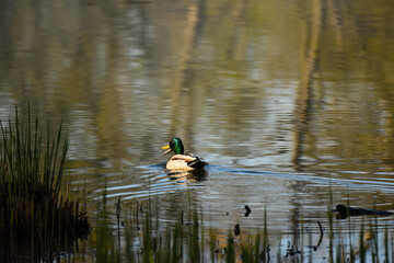 A Mallard or wild duck (in Latin Anas platyrhynchos) floating on the calm surface of a reed pond in the glow of the rising sun with trees reflection in the water