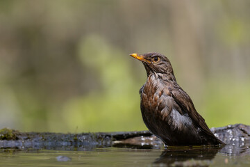 female Blackbird Turdus merula on the forest puddle amazing warm light sunset sundown