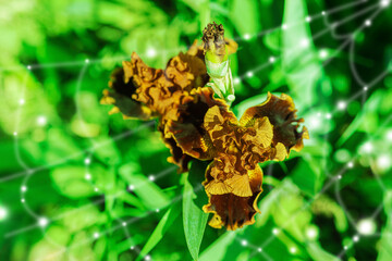 Blooming iris flowers in the garden. Floral natural background, greeting card, festive mood