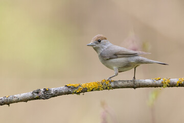 Bird - female Blackcap Sylvia atricapilla spring time, Poland Europe
