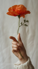 Single red poppy flower being held in a hand with pointing finger, isolated closeup against a fabric backdrop