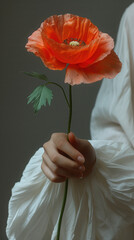 Presenting you a beautiful red poppy flower, perfect Valentine gift, cottage core floral minimalism