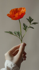 Hand holding a red poppy flower, delicate stem and leaves, floral minimal studio photography