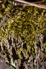 beautiful tender textured moss in forest, soft focused vertical macro shot