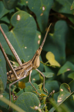 Brown long headed acrida from acrididae among pea plant foliage, locust grasshopper, soft focused macro shot