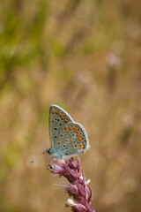 Polyommatinae, the blues, diverse subfamily of gossamer-winged butterflies, family Lycaenidae. Insect sitting on plant, soft focused macro