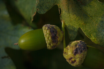 soft focused close up shot of green acorn among oak foliage