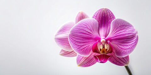 Obraz premium Pink orchid flower head isolated, orchid, flower, pink, isolated, vibrant, beauty, petal, delicate, tropical, nature, bloom