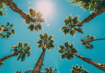 Palm Trees Under Sunny Beverly Hills Sky