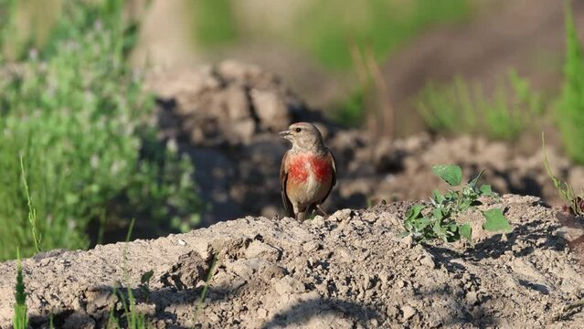A male common linnet stands on the dry ground on a hot sunny summer evening toward the camera lens. 