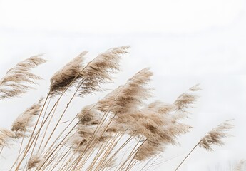 Beige Reeds Blowing in the Wind Minimalist Photography