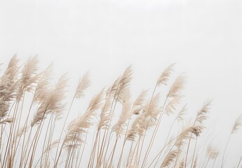Fototapeta premium Beige Reeds Against White Sky Boho Minimalist
