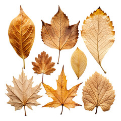 Vibrant autumn leaves in yellow, orange, and red adorn this colorful collection isolated on a translucent background