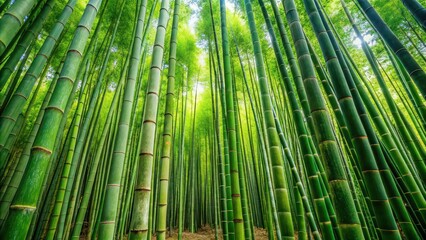 Fototapeta premium dense bamboo forest with tall green stalks, bamboo, forest, pattern, green, nature, plants, grove, zen, tranquil, trees