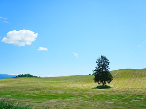 北海道の絶景 富良野八幡丘ツリー 春よこいの木