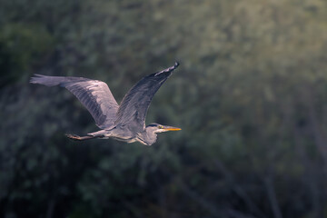 grey heron