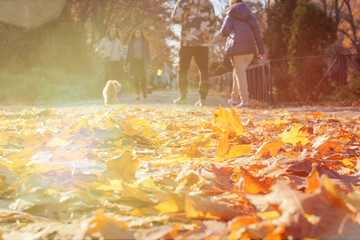 Yellow autumn leaves. Picturesque fall park. Park in city. Sunny day. Warm weather. Sunny in autumn.