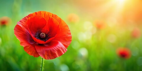 Obraz premium A close-up photo of a bright red memorial day poppy, memorial day, remembrance, poppy, red, flower, symbol, honor