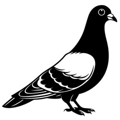 Pigeon Vector Illustration: Detailed Bird Drawing for Your Projects