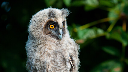 great horned owl