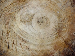 Naklejka premium wood texture