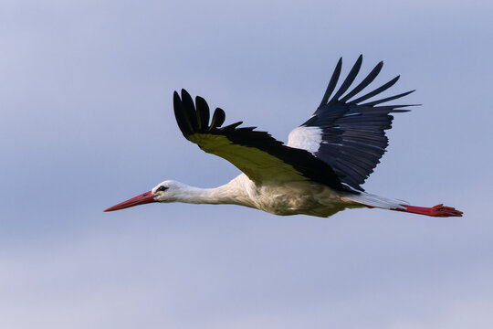 Wei&szlig;storch im Flug bei der Futtersuche &uuml;ber eine Wiese
