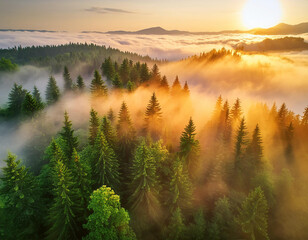 Vue aérienne d'une forêt couverte de brouillard en été au coucher du soleil