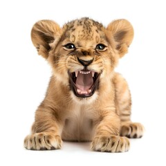 Obraz premium An adorable baby lion cub with a playful roar, showing its tiny teeth on a white background.