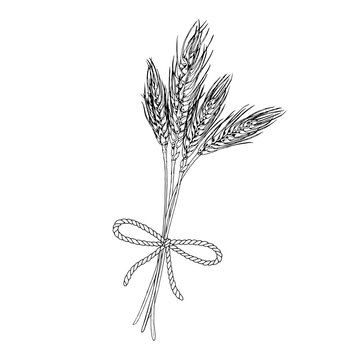 recommend clip art: Bouquet of Wheat. Vector hand drawn illustration. Ears of barley sketch. Vintage black line art drawing with white backgrounds. Clipart of rye for graphic design. Bakery prints for flour packaging