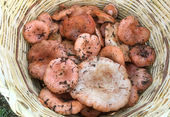 Cesta de setas recién cogidas en el pinar. Cesta de Lactarius deliciosus, níscalo, delicioso níspero, níspero de azafrán o seta de pino rojo. Madrid, España.