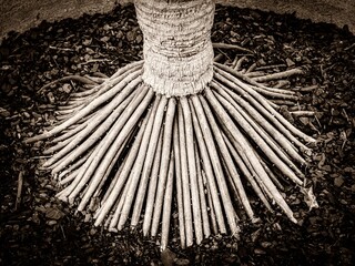 The stilt roots of a palm tree ensuring stability in the tropical forest soil