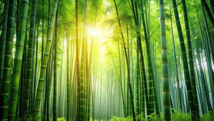 Fototapeta premium Lush and green bamboo forest background, bamboo, forest, green, lush, nature, outdoors, foliage, serene, tranquil, Asian, Japanese